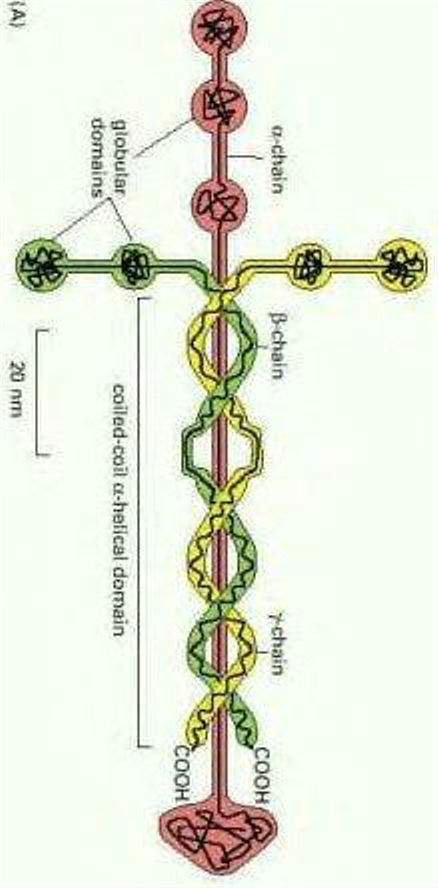 Structure of Laminin